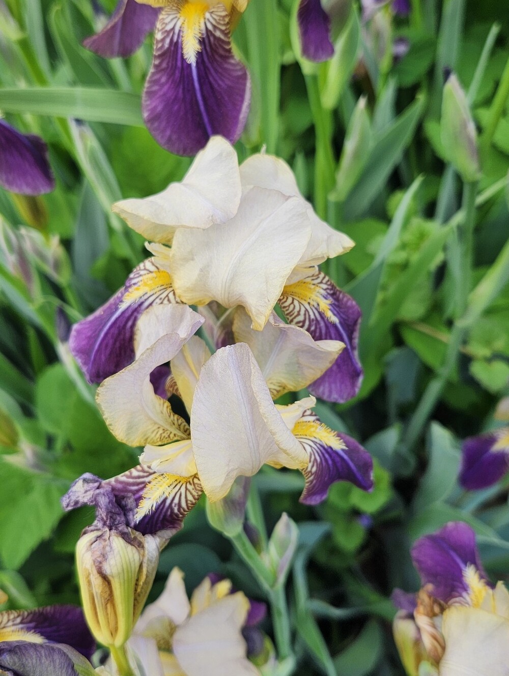 Holly Key Cover Free Purple Bearded Iris Rhizome